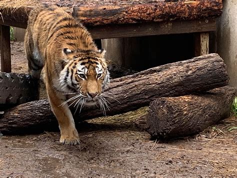 2-year-old Amur tiger dies suddenly at the Cheyenne Mountain Zoo in Colorado Springs